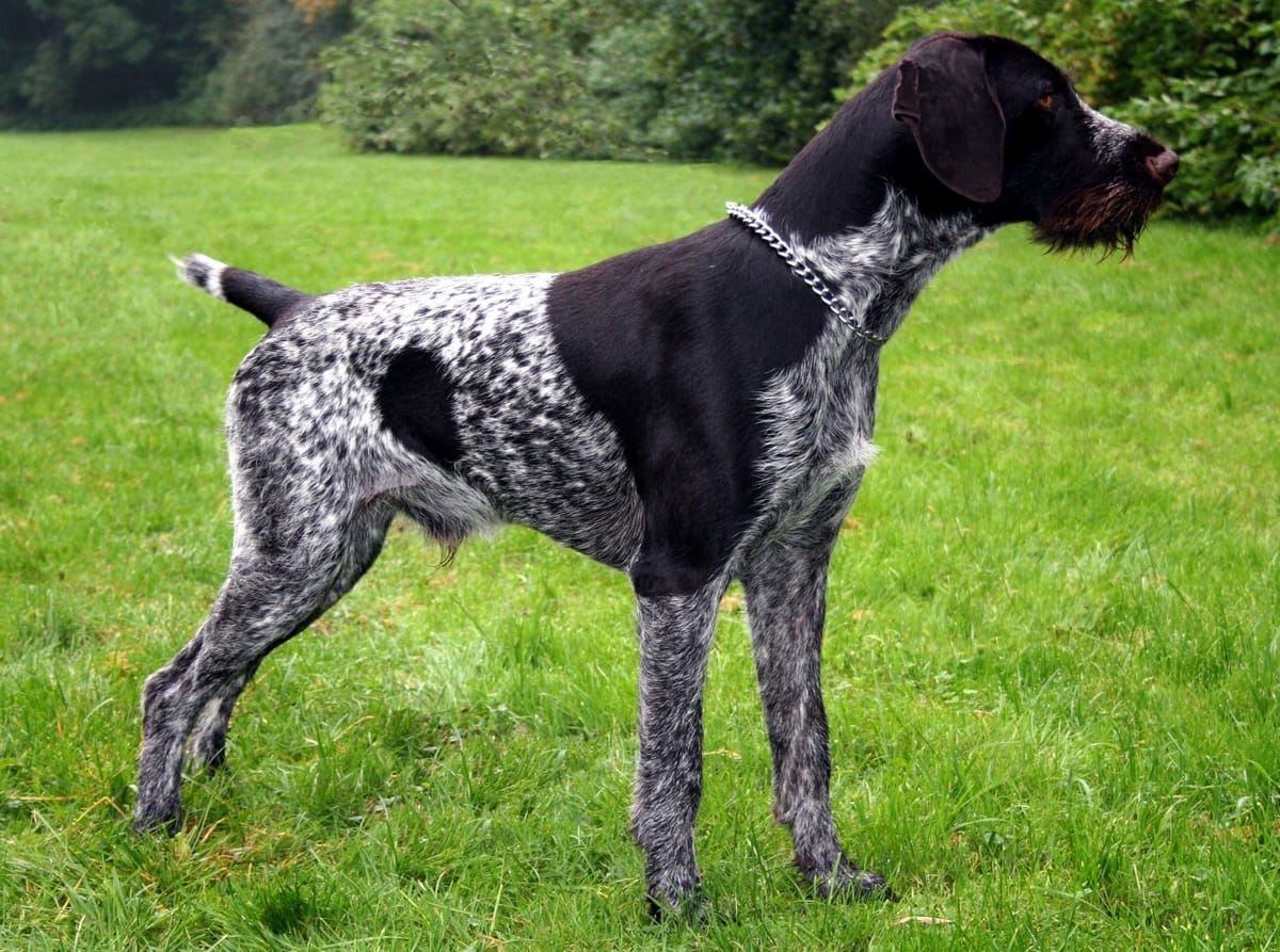 Дратхаар: портрет идеальной охотничьей собаки. Происхождение, характер, дрессировка