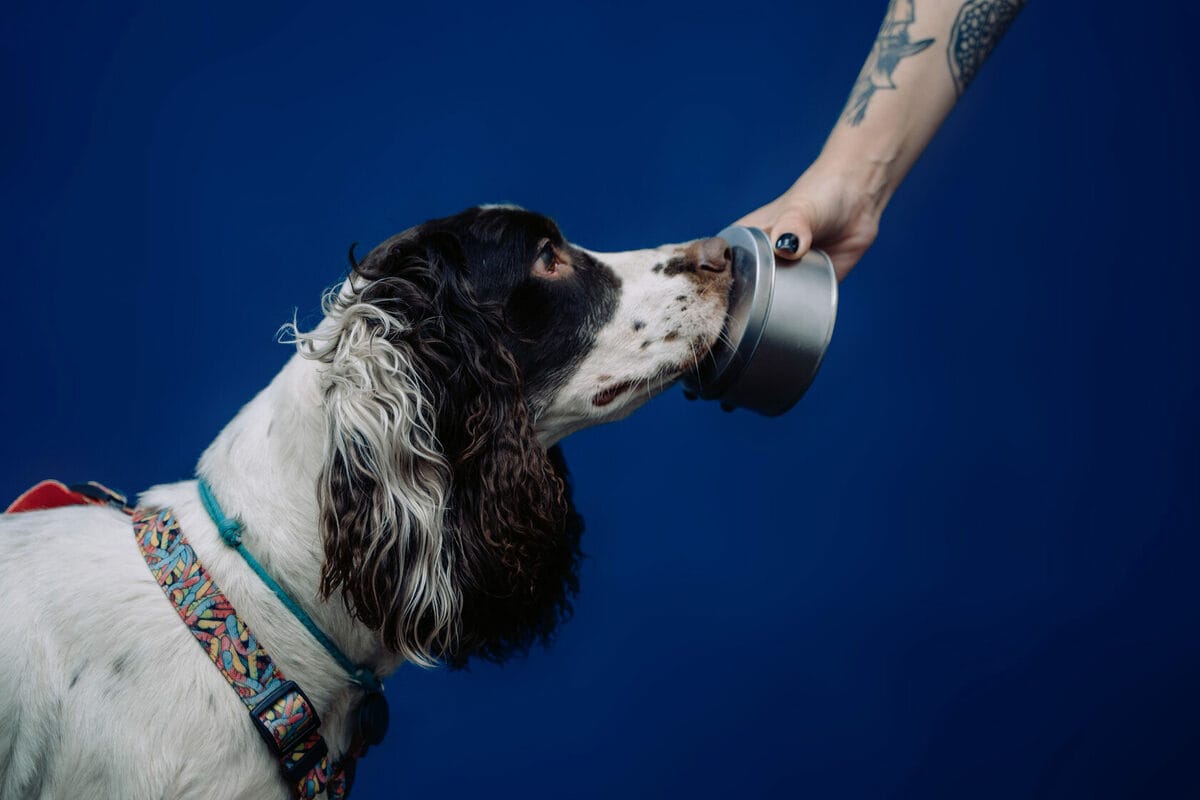 Ноузворк: как приручить нюх собаки и превратить поиск запахов в увлекательную игру для всей семьи
