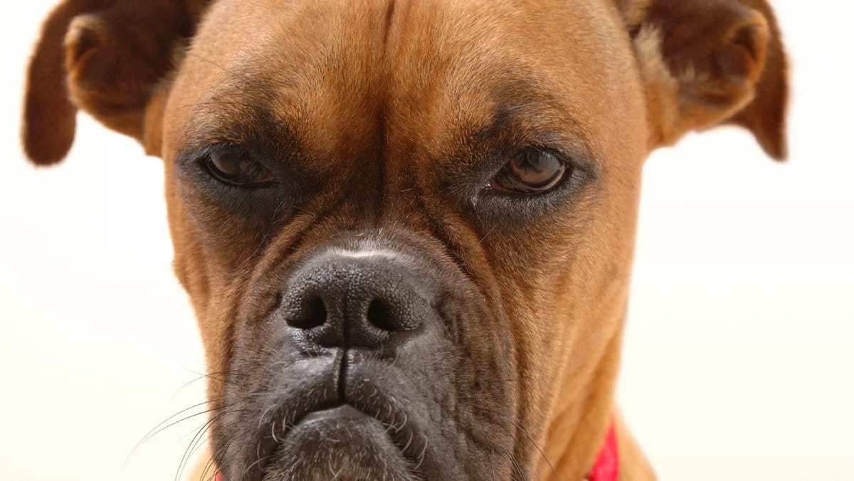 9 явных признаков ревности у собаки – как распознать и что делать хозяину