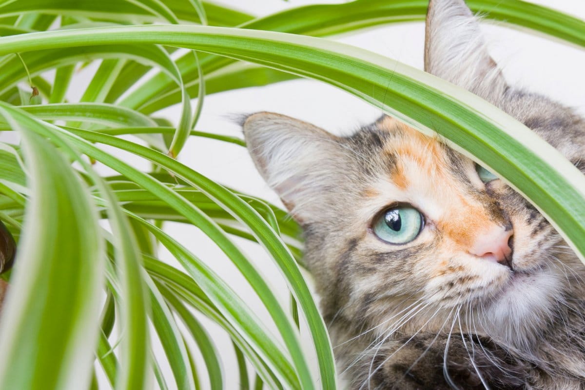 Ядовитые растения для кошек и собак в доме: ТОП-6 "зеленых убийц" и советы по безопасности