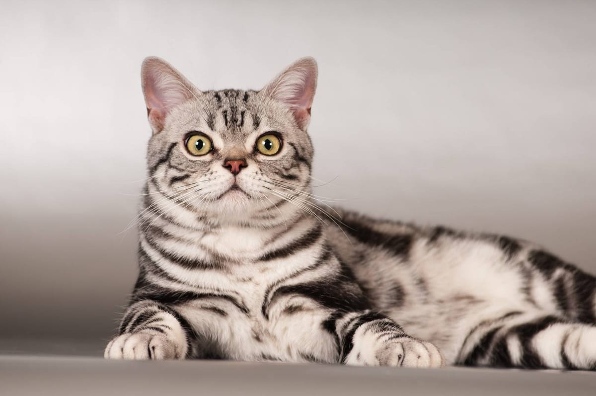 Американская короткошерстная порода кошек: происхождение, характер, особенности ухода