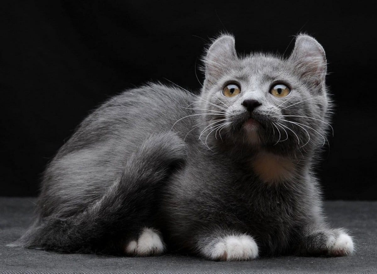 Кинкалоу - популярные кошки с забавными "крылышками" на ушках. Все тонкости содержания породы